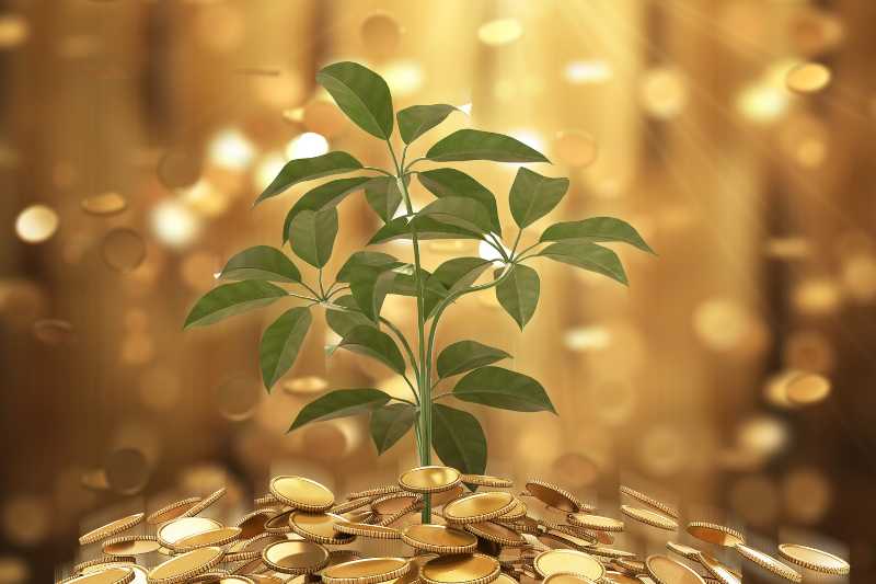 金色に輝くコインの中から新木が生えてきている画像